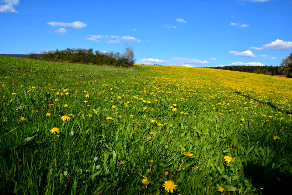 Grass, Flower
