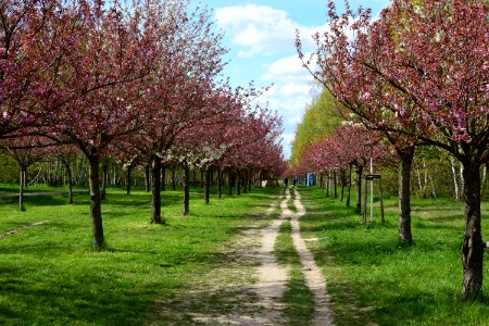 Cherry, Trees