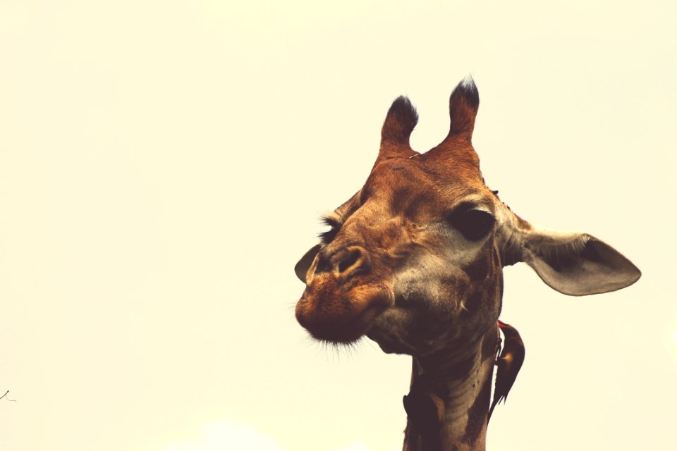 Hluhluwe, South africa, Game