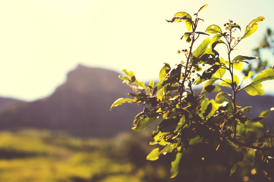 Nature, Mountain, Leaves