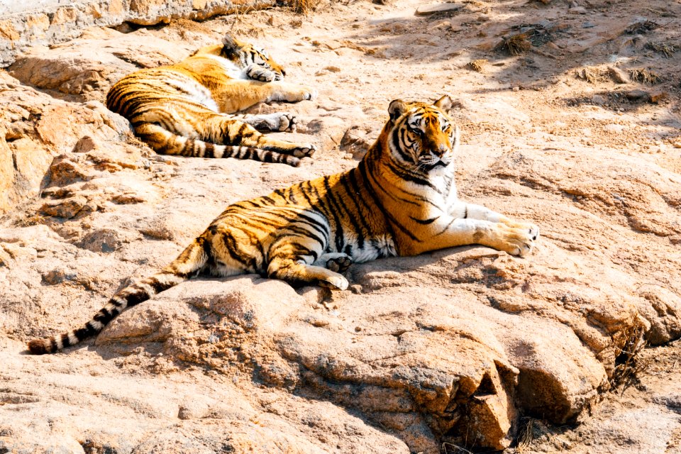 two tiger on brown rock photo