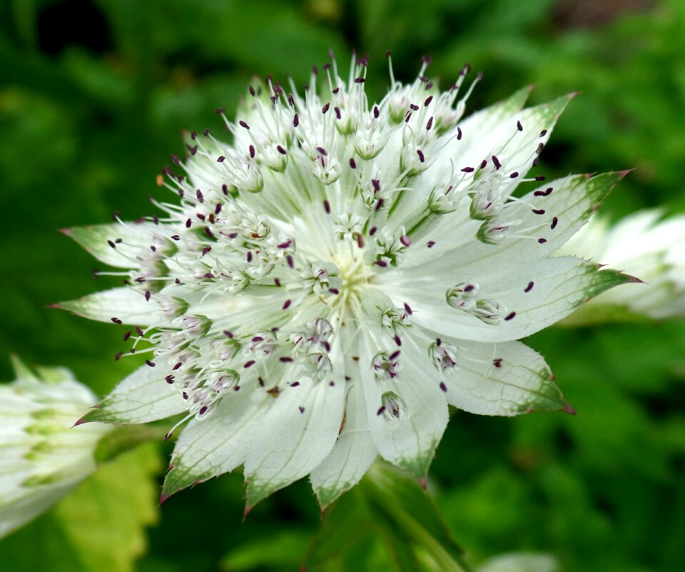 White nature public record