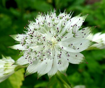 White nature public record