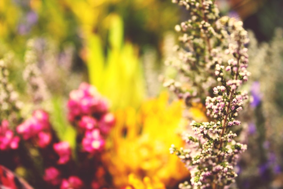 White, Garden, Yellow