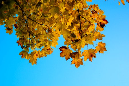 Nature, Finl, Blue