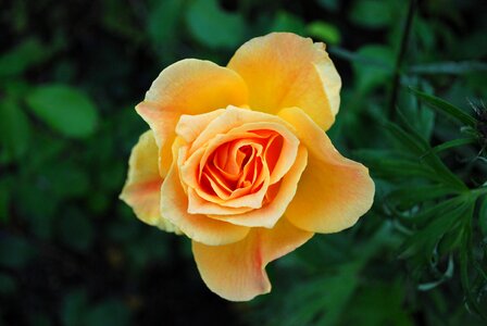 Yellow plant garden rose