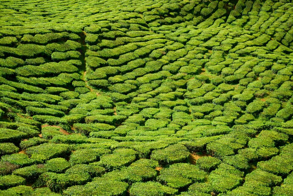 Beautiful tea garden malaysia