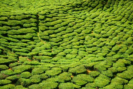 Beautiful tea garden malaysia