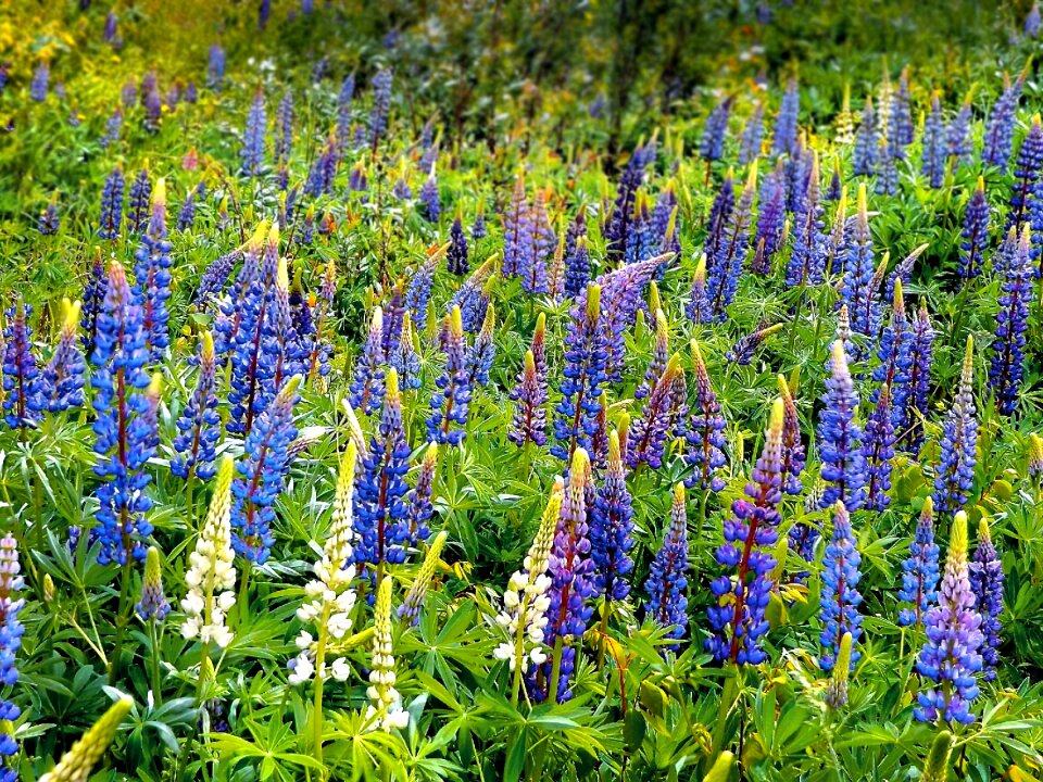 Wild spring flower