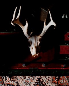 Nature, Old, Bones