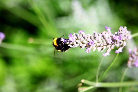 selective focus photography of bumble bee on flower photo