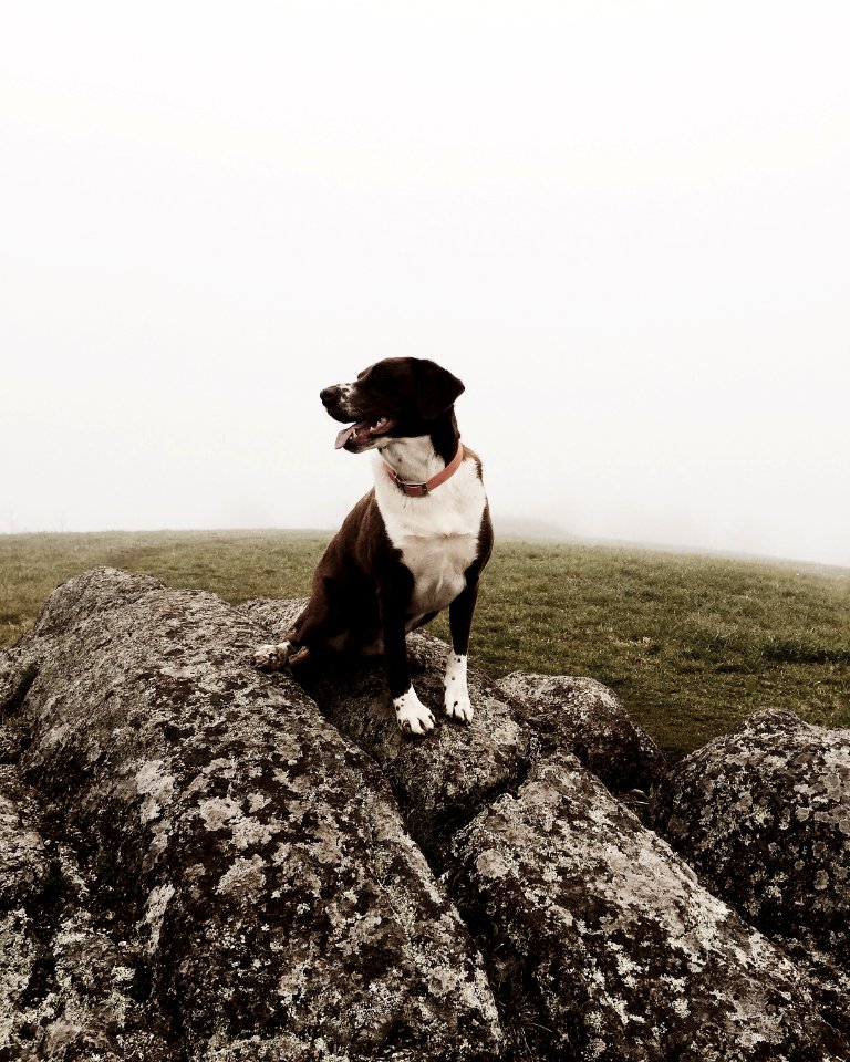 Mountain, Fog, Lifestyle