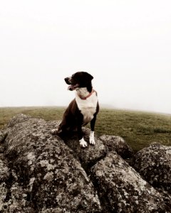 Mountain, Fog, Lifestyle