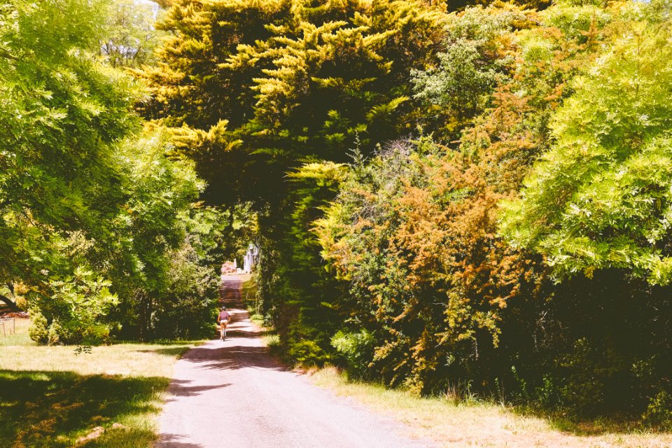 Road, Brangayne of orange, Canobolas