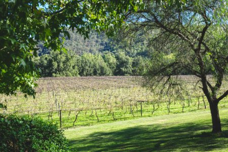 Country, Grapes, Grass
