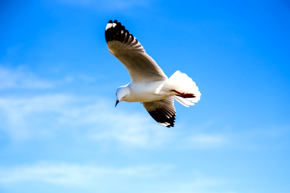 black and white bird flying under blue sky