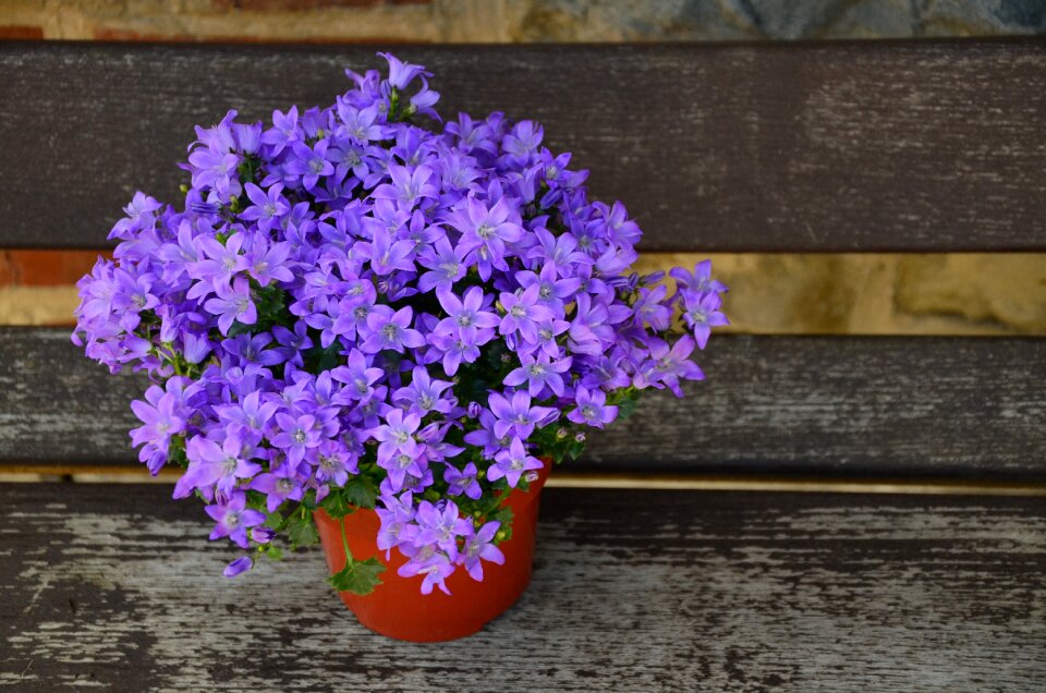 Arrangement violet flowers