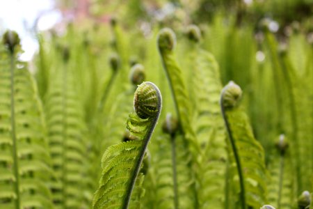 Usen botanical garden, Vancouver, Canada