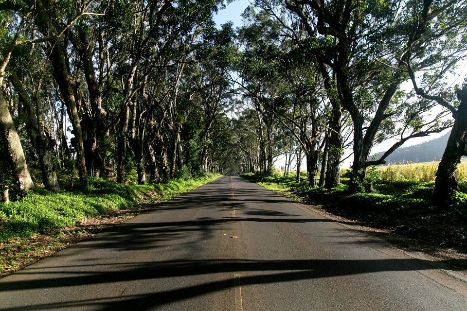 gray road beside trees during daytime