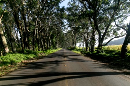 gray road beside trees during daytime photo