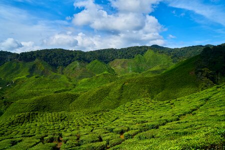 Beautiful tea garden malaysia photo