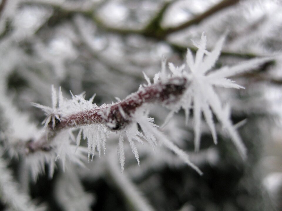 Macro frost winter photo
