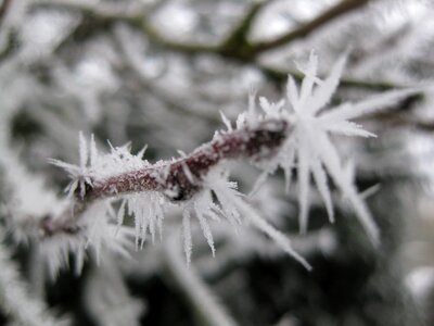 Macro frost winter