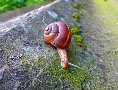 Snail animal spiral