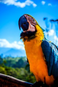 yellow and blue parrot perched on wood photo