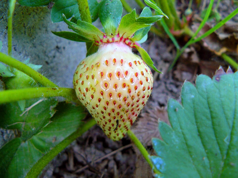 Fruit close up nature