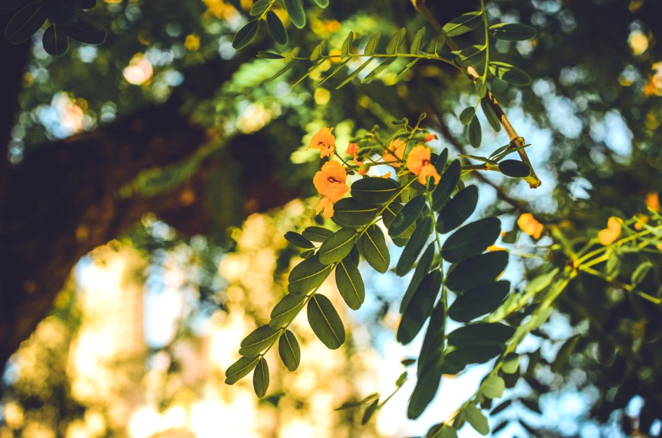 selective focus photography of green and yellow leaf tree