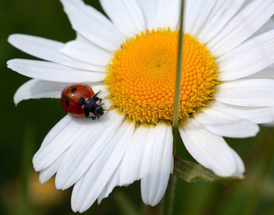 Insect blossom bloom