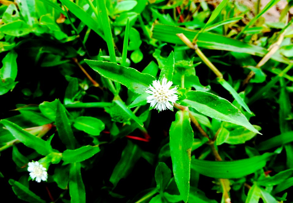 Vietnam, Countryside, Flowers