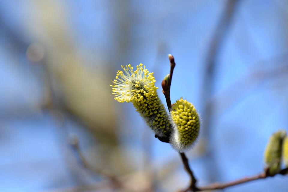 Willow catkin close up spring
