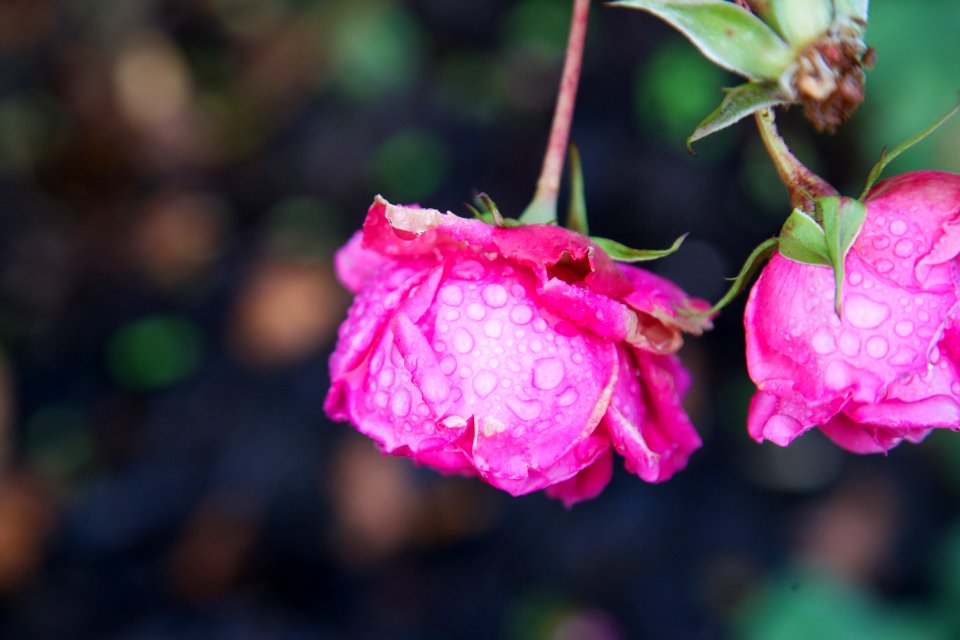 Raindrops, Floral, Nature