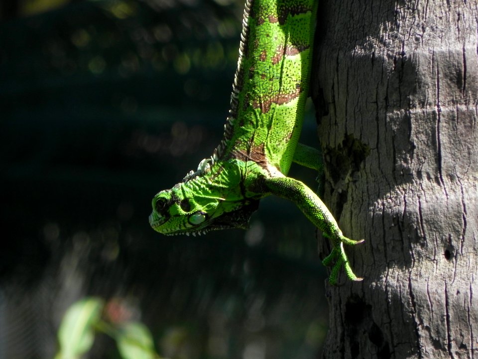green reptile on tree trunk