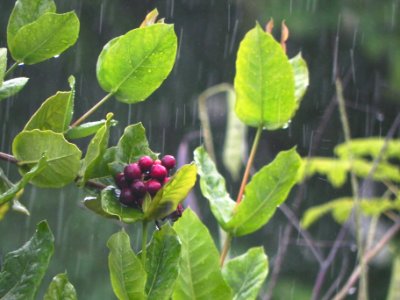 Sirinham, Brazil, Rainy