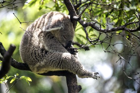 grey koala bear on tree photo