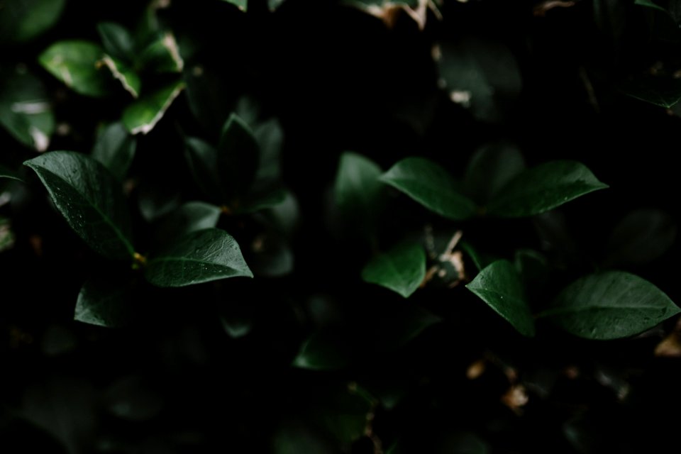 shallow focus photography of green plant