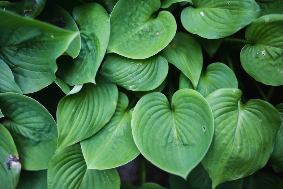 Garden, Green, Leaves