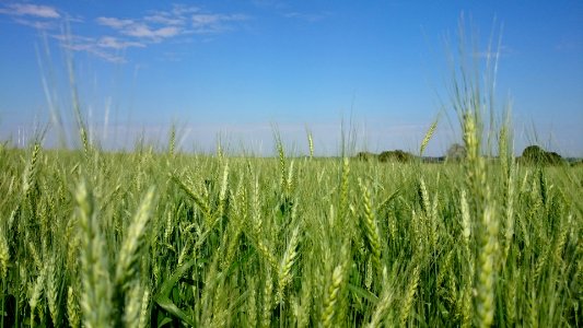 Trs de maio, Brasil, Crops