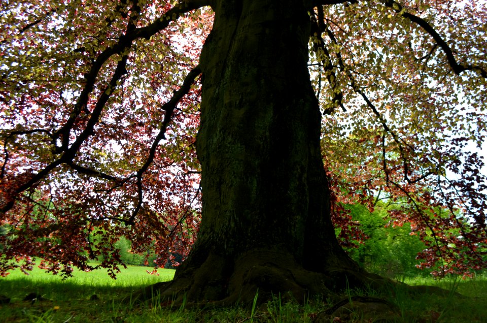 Hojas, Leafs, Drzewo