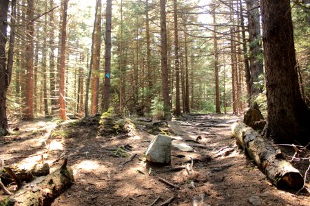 Spruce knob, United states, Woods photo