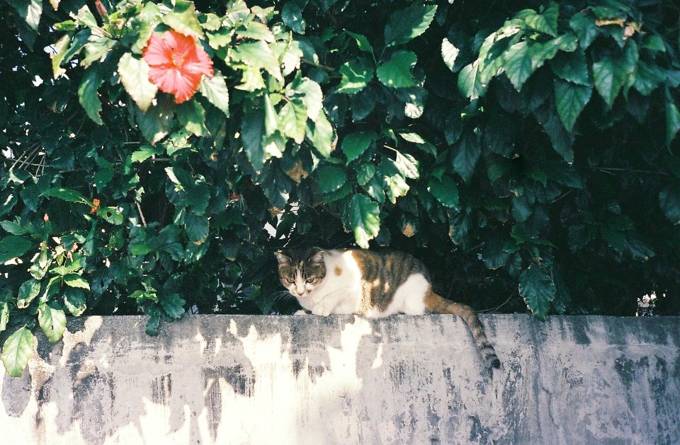 tricolored calico cat on top of wall