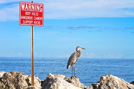 gray bird standing beside warning signage near body of water during daytime photo