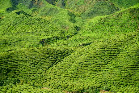 Beautiful tea garden malaysia