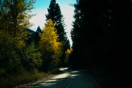 road between tall trees nature photography photo