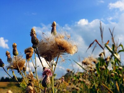 Nature outside bokeh