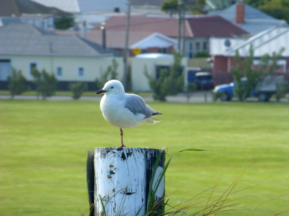Otago harbour, Neuseel, Dunedin