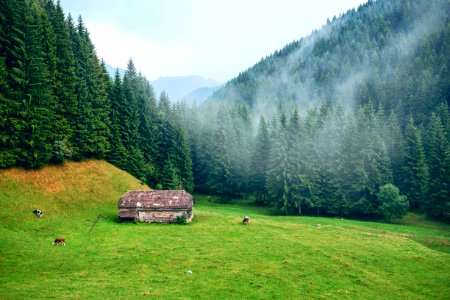 brown wooden house surrounded by pine trees at daytime photo